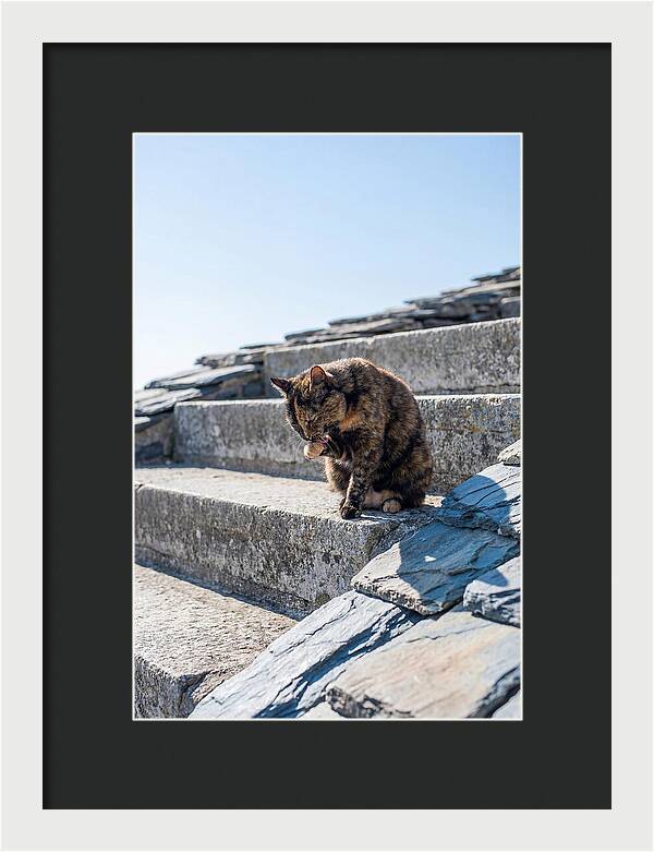 Grooming Tortoiseshell Cat On Stone Steps