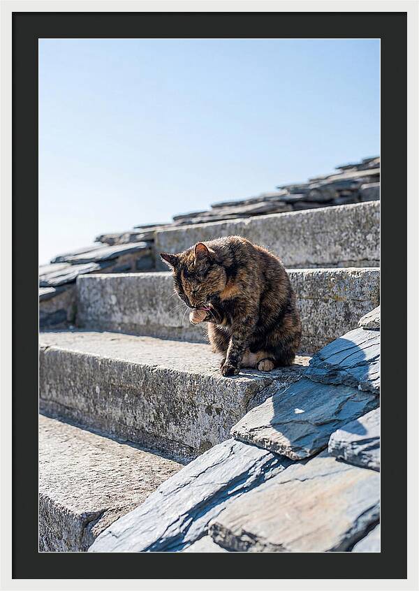 Grooming Tortoiseshell Cat On Stone Steps