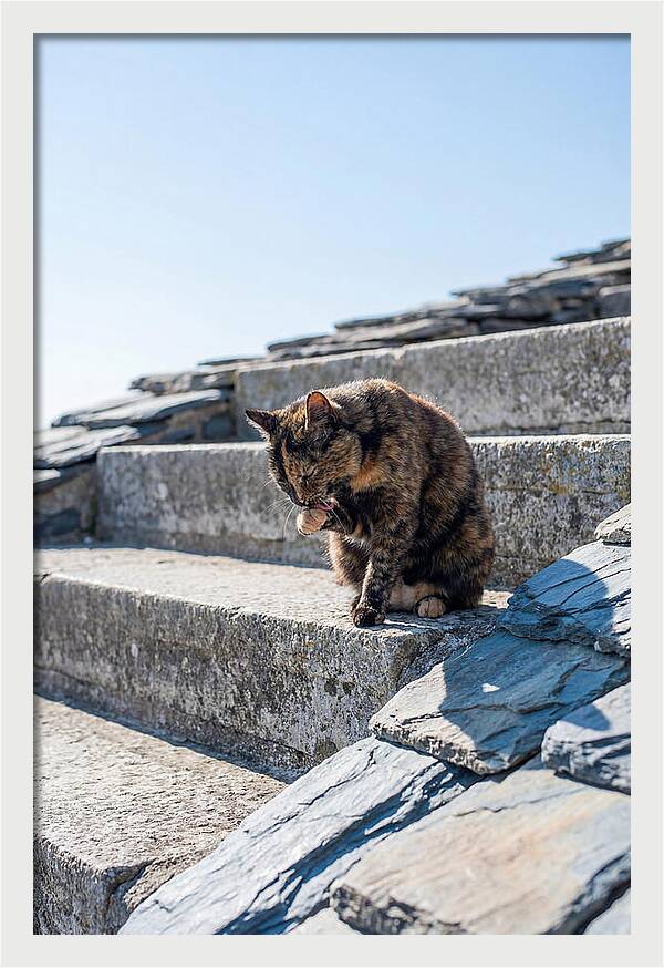 Grooming Tortoiseshell Cat On Stone Steps