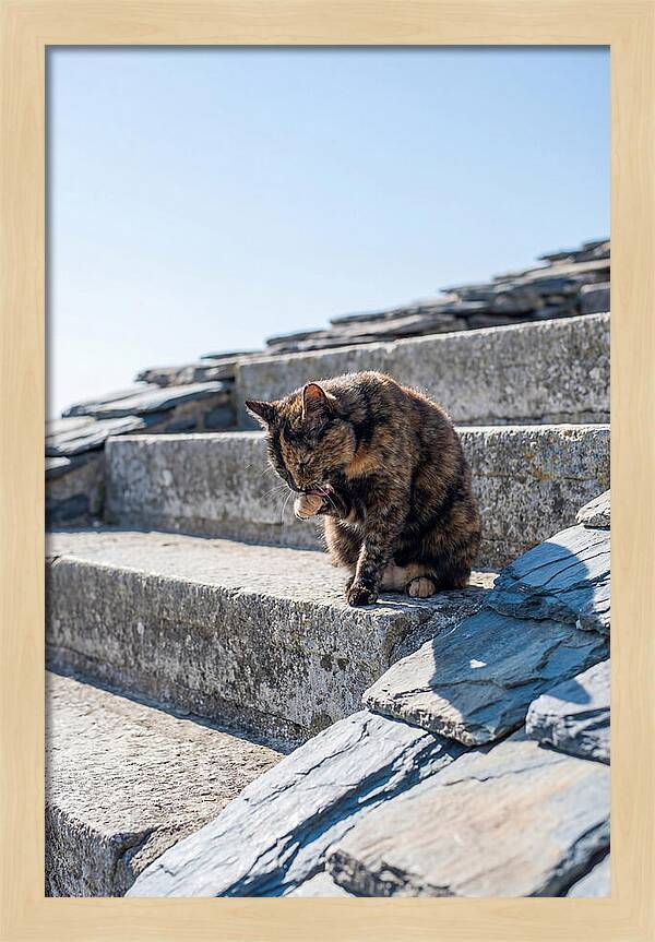 Grooming Tortoiseshell Cat On Stone Steps