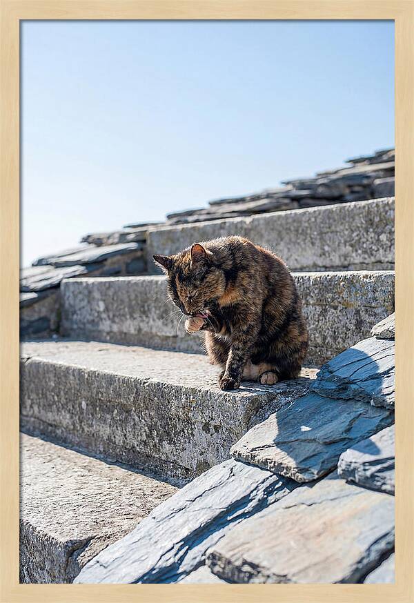 Grooming Tortoiseshell Cat On Stone Steps