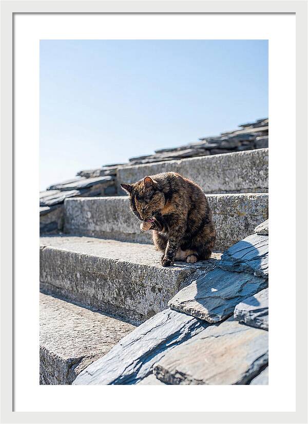 Grooming Tortoiseshell Cat On Stone Steps