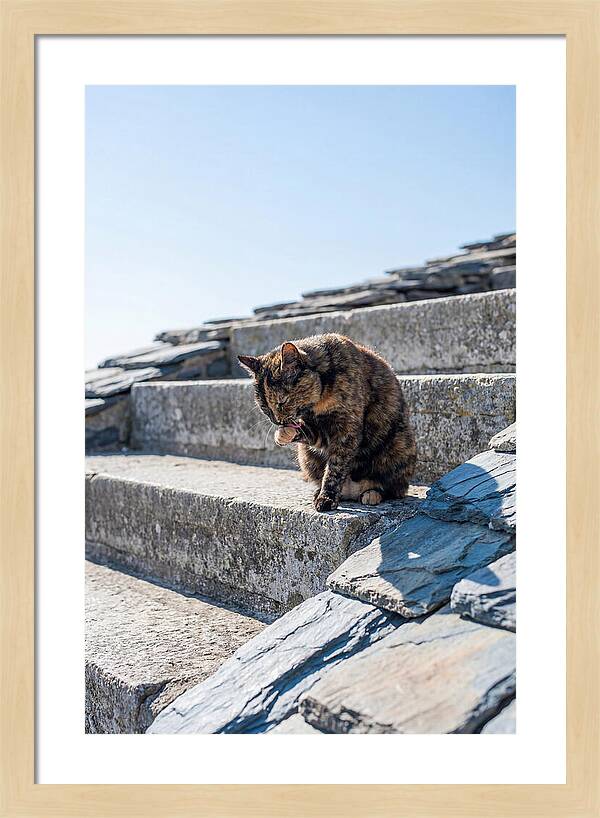 Grooming Tortoiseshell Cat On Stone Steps