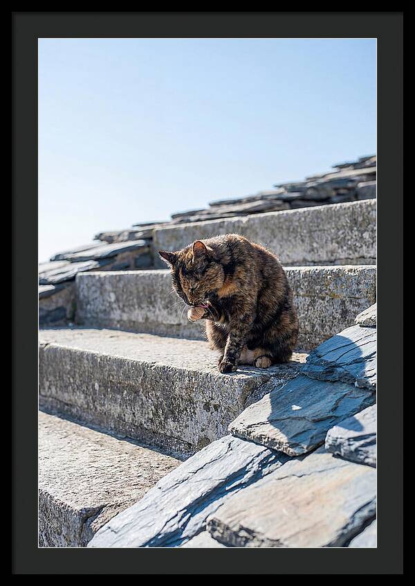 Grooming Tortoiseshell Cat On Stone Steps