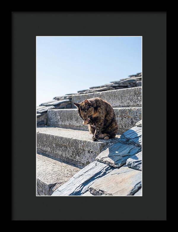 Grooming Tortoiseshell Cat On Stone Steps