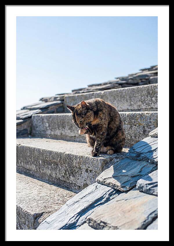 Grooming Tortoiseshell Cat On Stone Steps