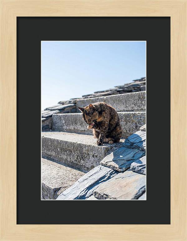 Grooming Tortoiseshell Cat On Stone Steps