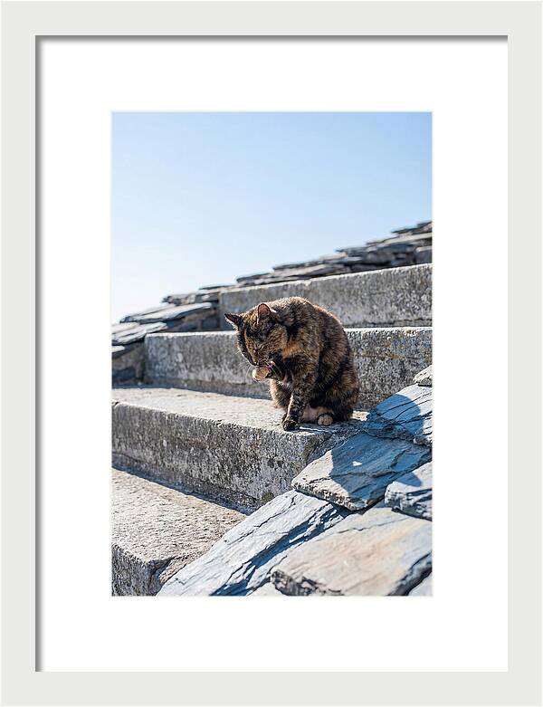 Grooming Tortoiseshell Cat On Stone Steps