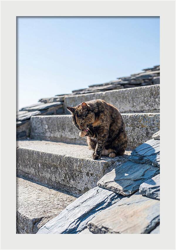 Grooming Tortoiseshell Cat On Stone Steps