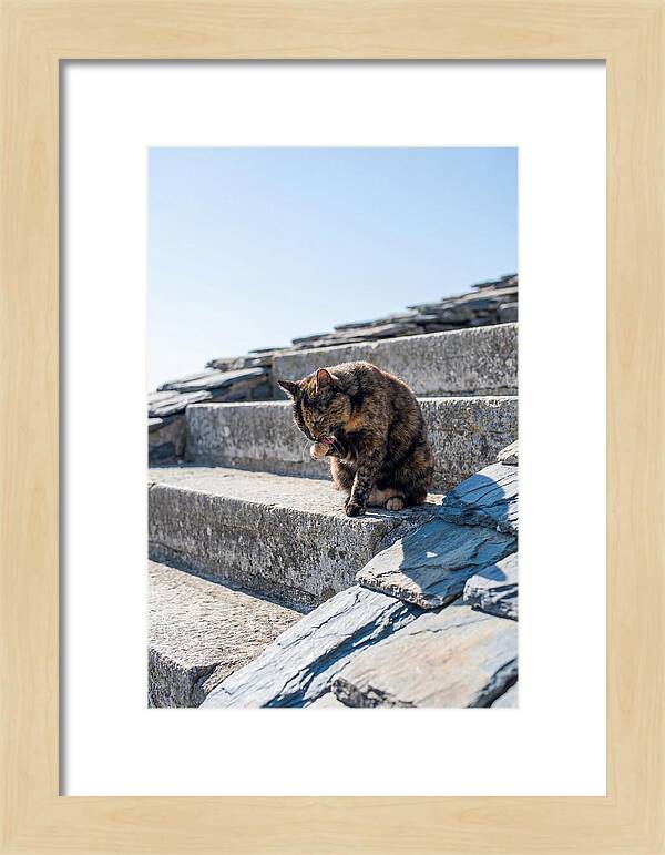 Grooming Tortoiseshell Cat On Stone Steps