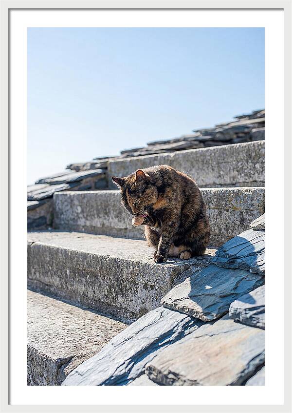 Grooming Tortoiseshell Cat On Stone Steps