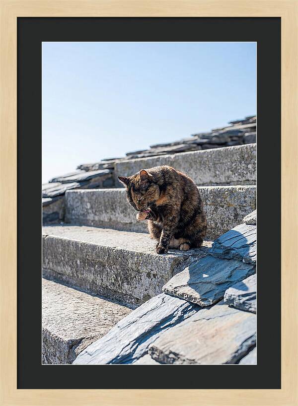 Grooming Tortoiseshell Cat On Stone Steps