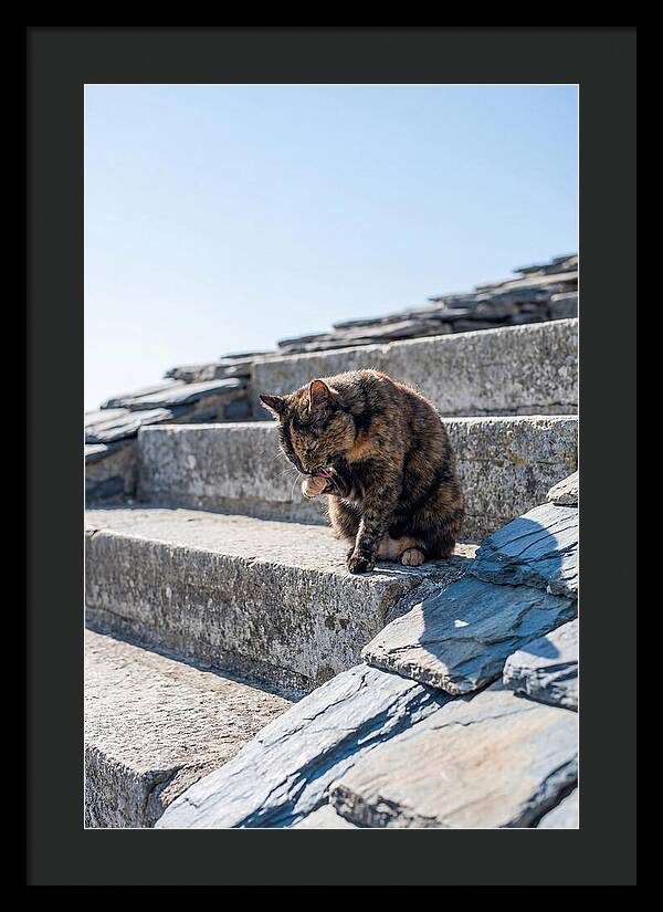 Grooming Tortoiseshell Cat On Stone Steps