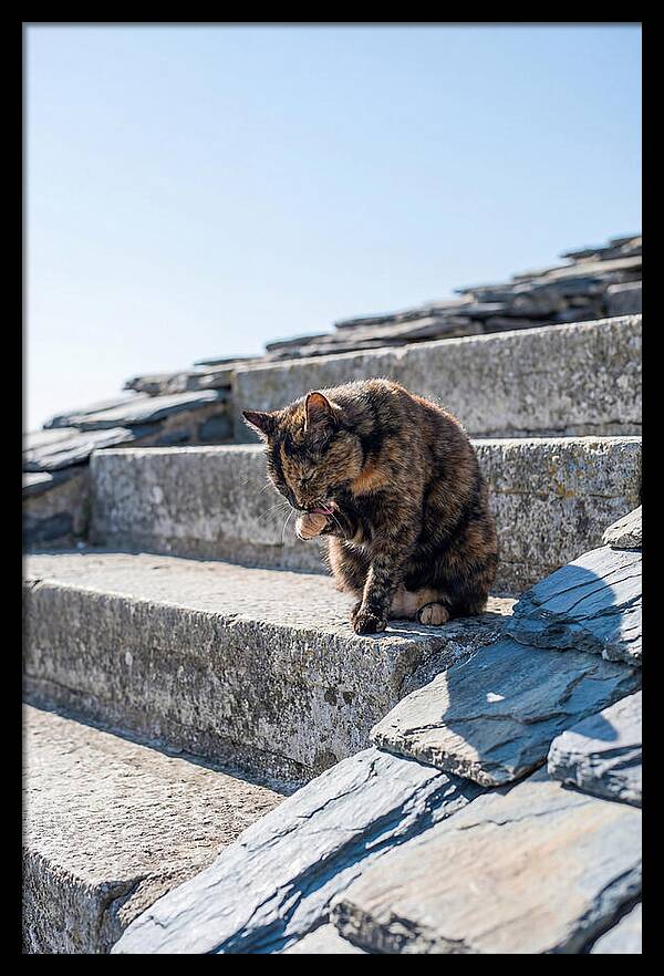 Grooming Tortoiseshell Cat On Stone Steps