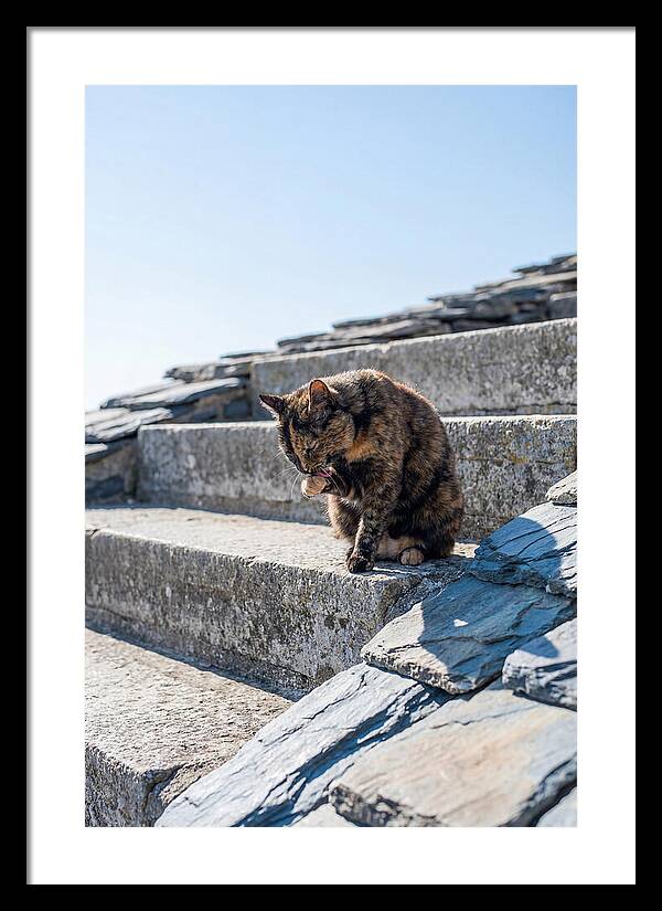 Grooming Tortoiseshell Cat On Stone Steps