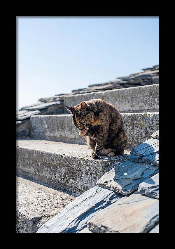 Grooming Tortoiseshell Cat On Stone Steps