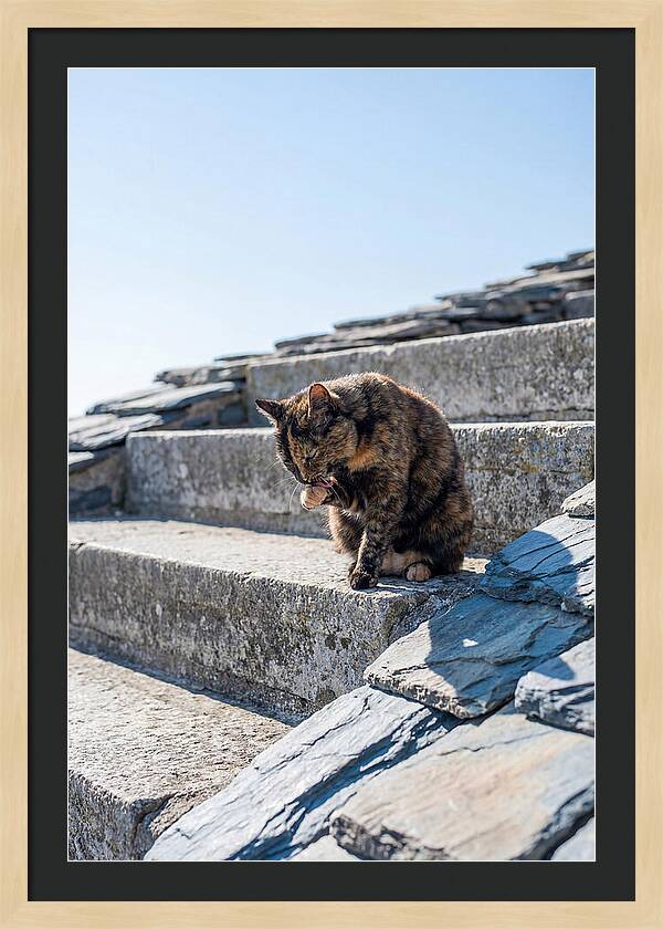 Grooming Tortoiseshell Cat On Stone Steps