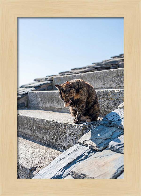Grooming Tortoiseshell Cat On Stone Steps