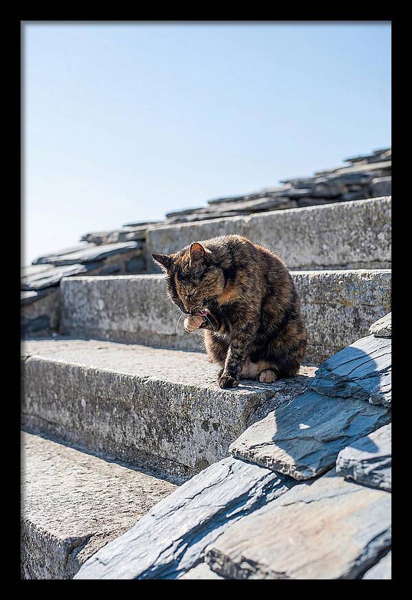 Grooming Tortoiseshell Cat On Stone Steps