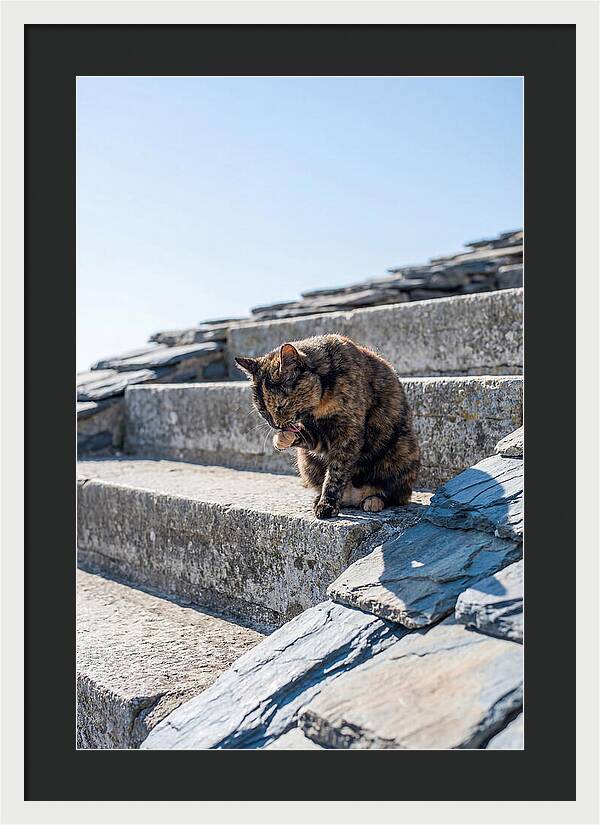 Grooming Tortoiseshell Cat On Stone Steps