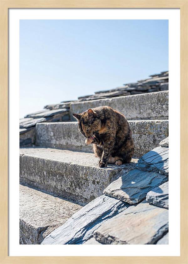 Grooming Tortoiseshell Cat On Stone Steps