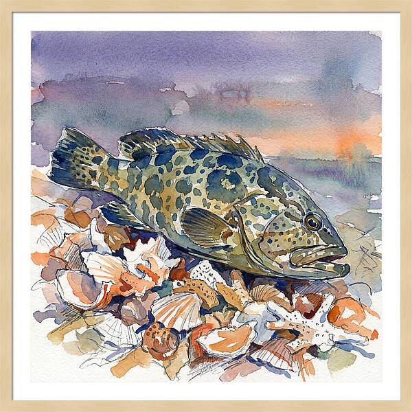 Grouper Among Seashells