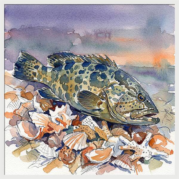 Grouper Among Seashells