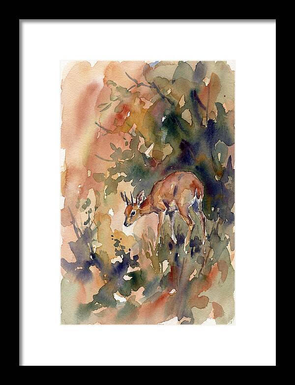 Grysbok In Watercolor