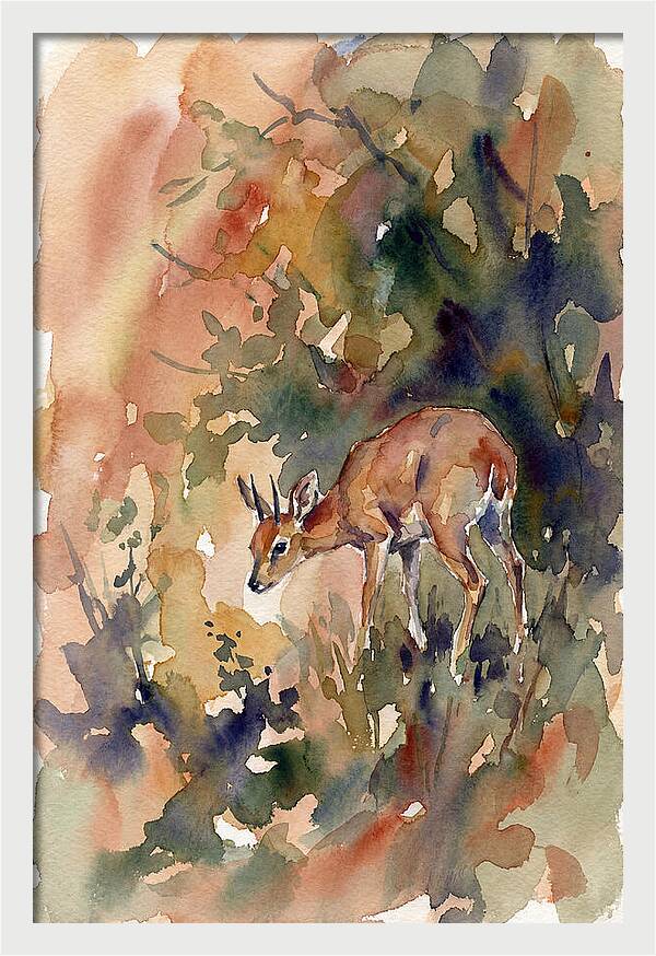 Grysbok In Watercolor