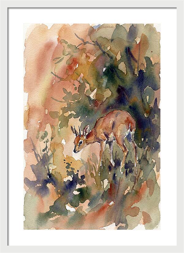 Grysbok In Watercolor