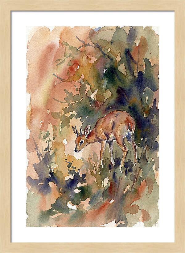 Grysbok In Watercolor