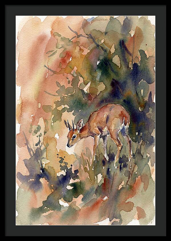 Grysbok In Watercolor