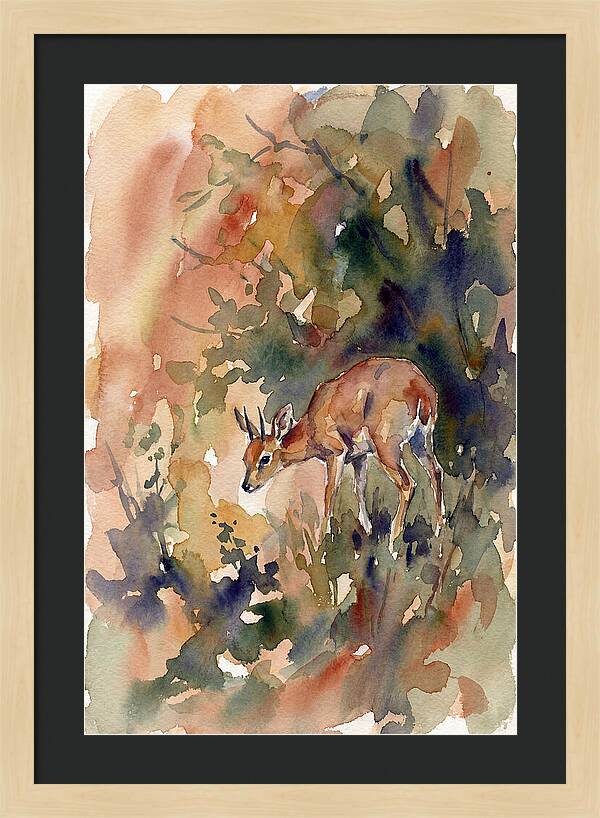 Grysbok In Watercolor
