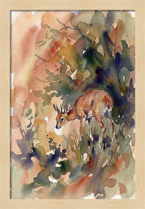 Grysbok In Watercolor