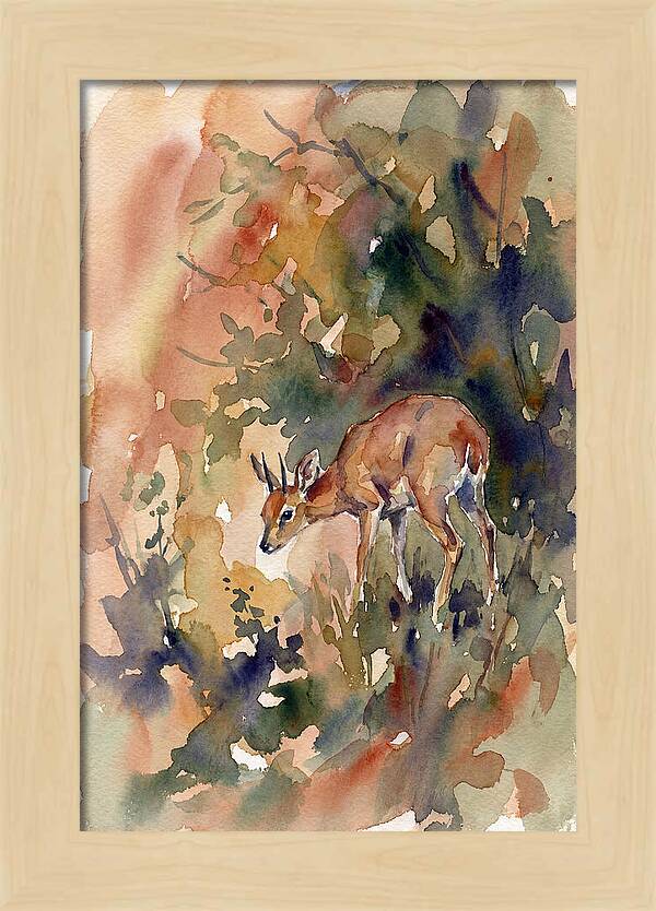 Grysbok In Watercolor