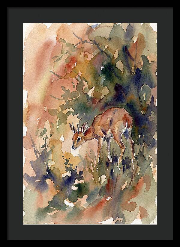Grysbok In Watercolor