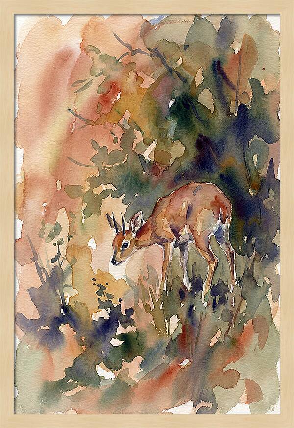 Grysbok In Watercolor