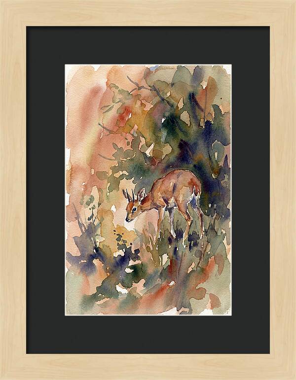 Grysbok In Watercolor