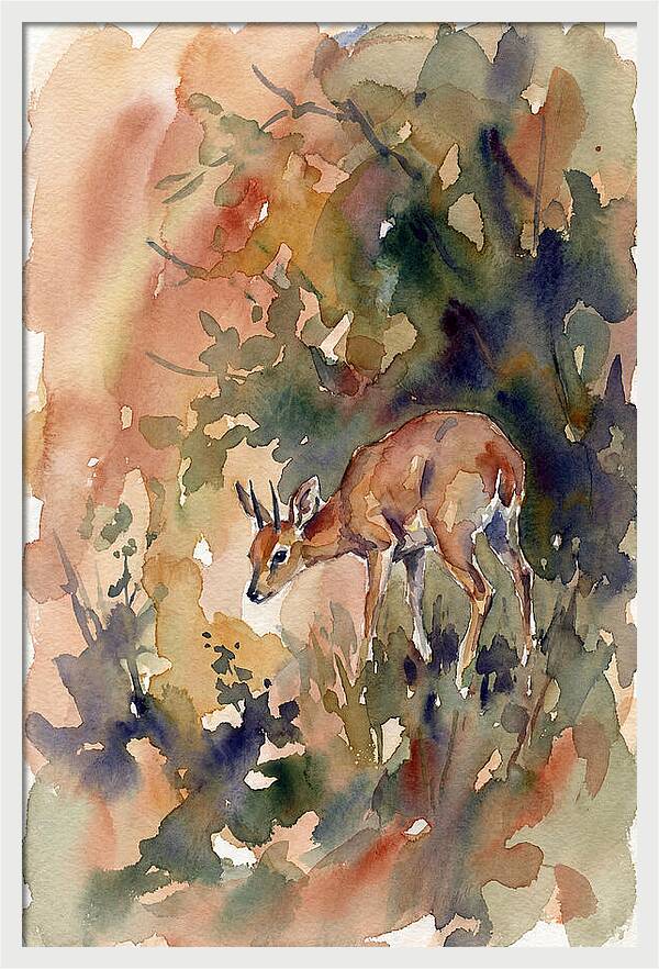 Grysbok In Watercolor