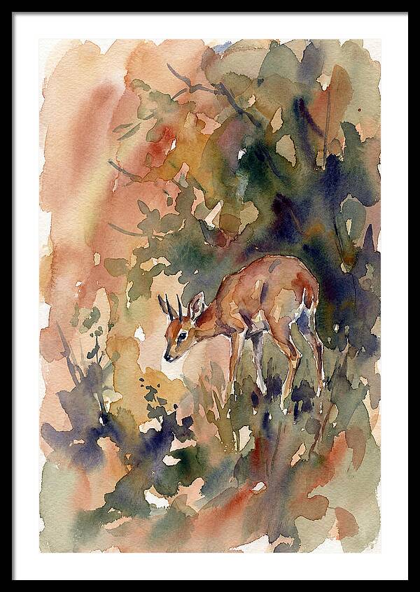 Grysbok In Watercolor