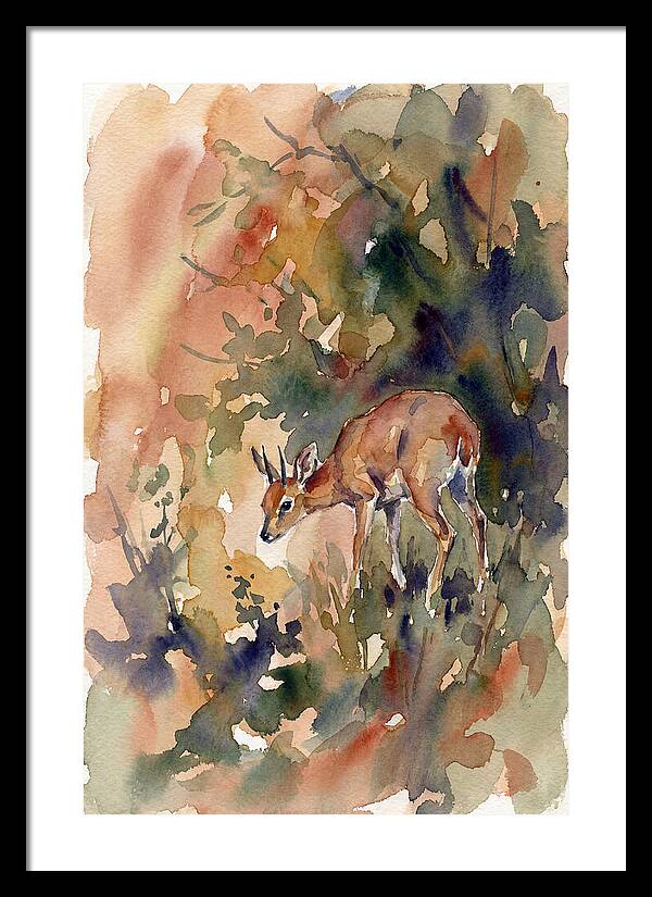 Grysbok In Watercolor