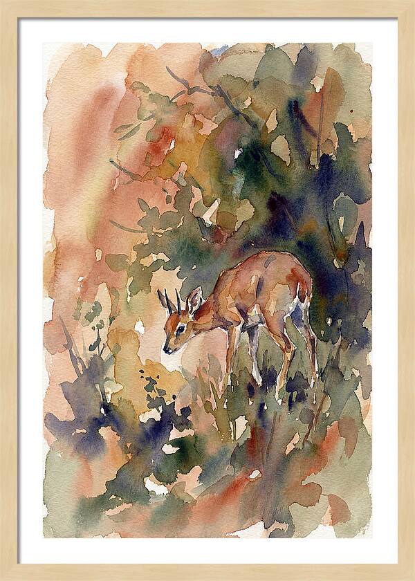 Grysbok In Watercolor