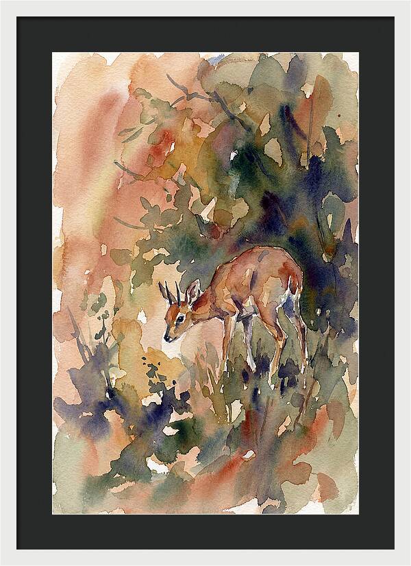 Grysbok In Watercolor