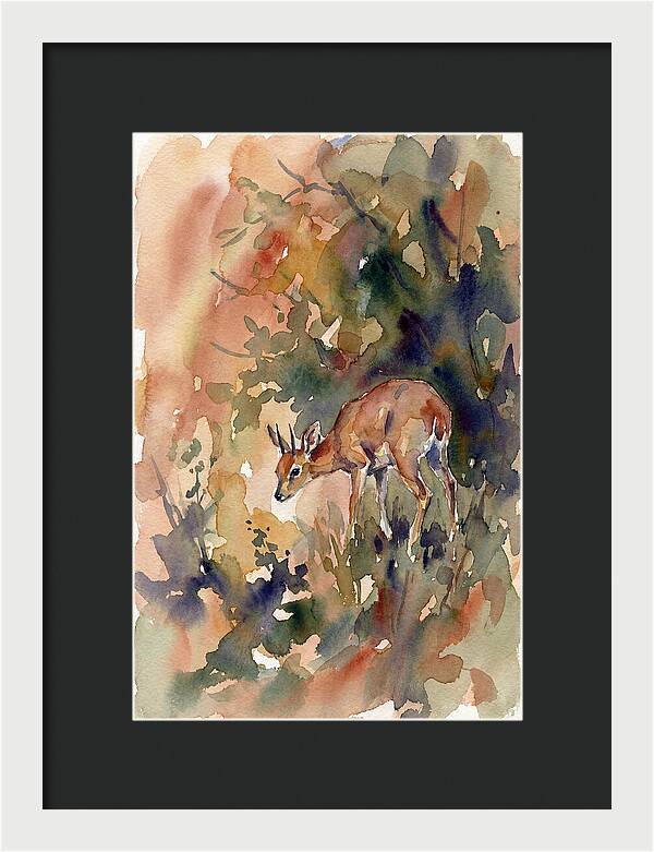 Grysbok In Watercolor