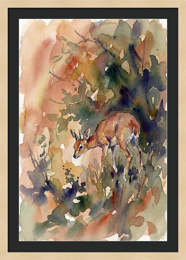 Grysbok In Watercolor