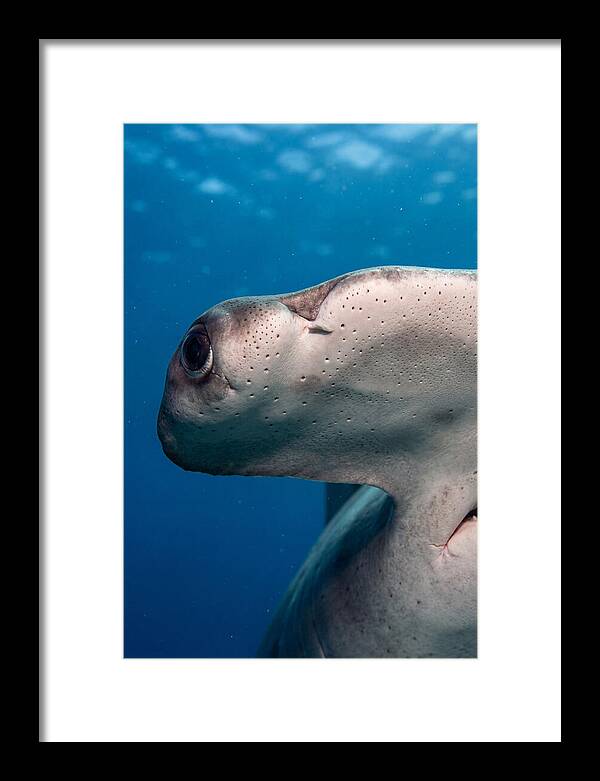 Hammerhead Shark Close Up