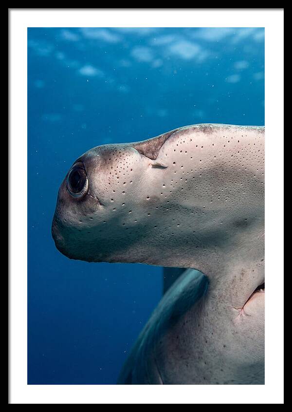 Hammerhead Shark Close Up