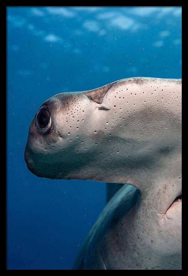 Hammerhead Shark Close Up