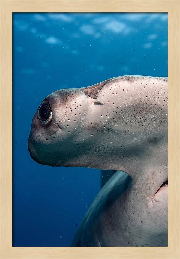 Hammerhead Shark Close Up