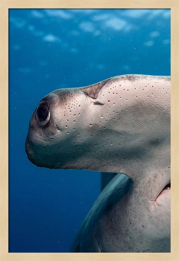Hammerhead Shark Close Up